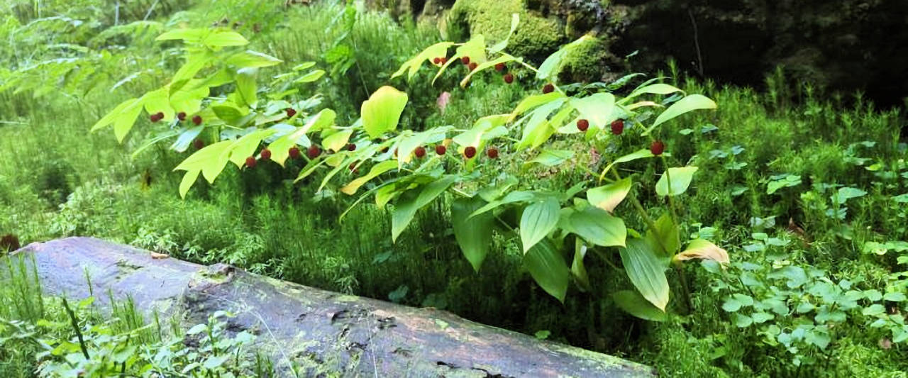 Pflanzenwelt und Courage