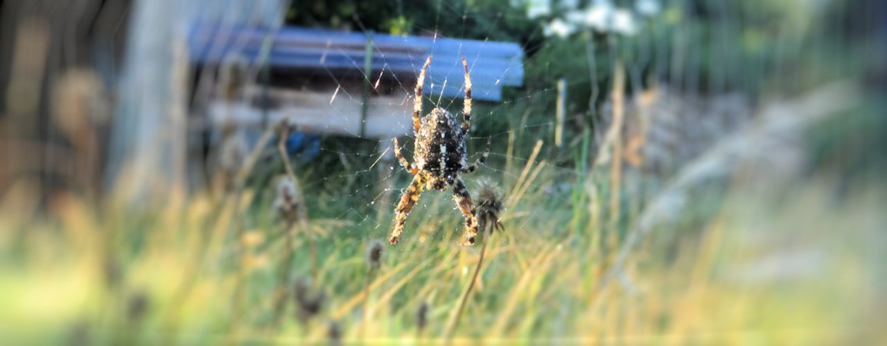 Am Feuer mit David Seven Deers