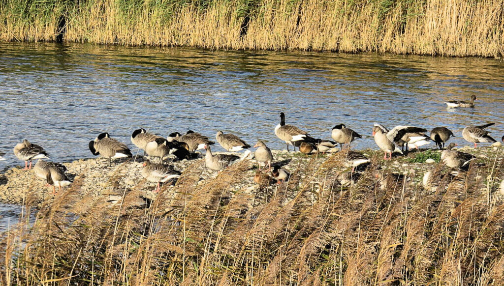 Samstagmittag auf dem Marktplatz von Preetz - Gänse