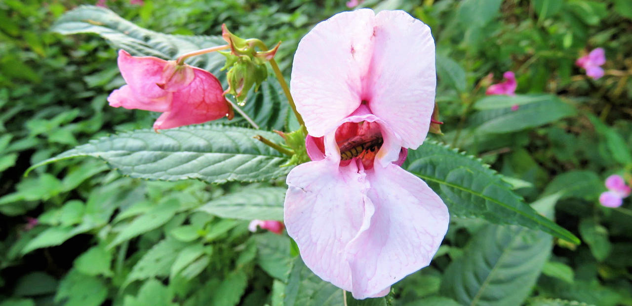 Fremde Helferinnen & die 13. Fee