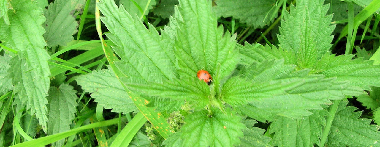 Interessante Links: Marienkäfer auf Brennnesseln